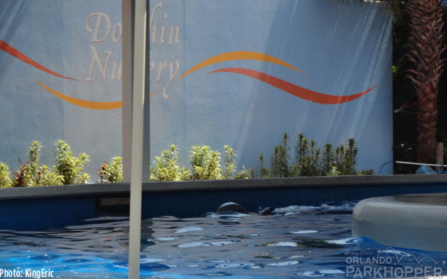 seaworld orlando, SeaWorld Orlando Welcomes A Baby Bottlenose Dolphin