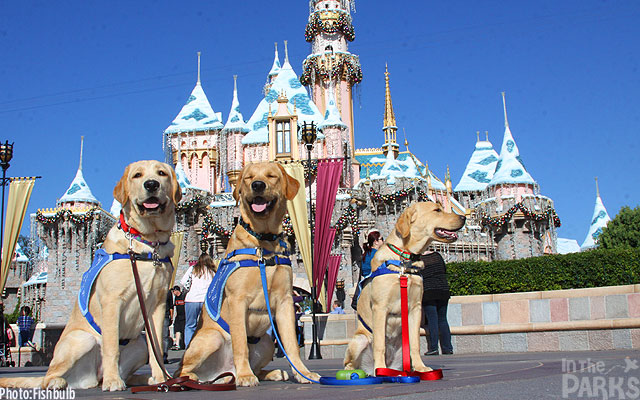 disneyland, Canine Angels Wag Hearts at Disneyland