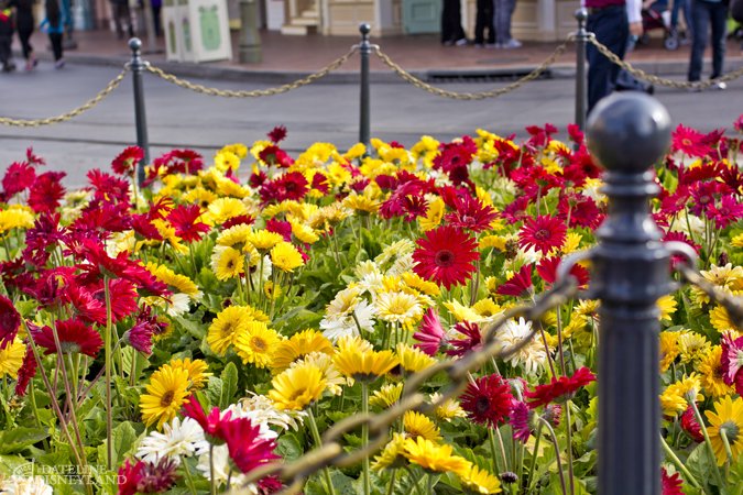 spring break, Springtime is in bloom at Disneyland with spring break crowds, color and changes