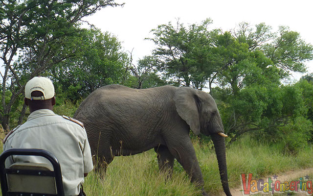 south africa safari, South Africa Safari with Adventures by Disney