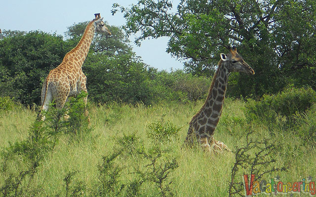 south africa safari, South Africa Safari with Adventures by Disney